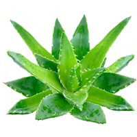 aloe vera