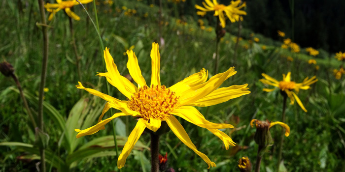 Arnica montana