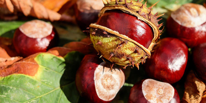 beneficiile castanelor