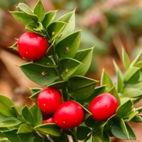 Ghimpe salbatic - Ruscus aculeatus