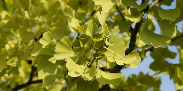 gingko biloba
