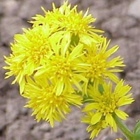 Splinuta - Solidago Virgaurea